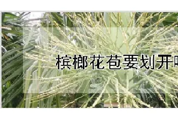 槟榔花苞要划开吗