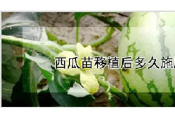 西瓜苗移植后多久施肥