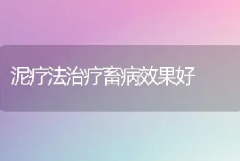 泥疗法治疗畜病效果好