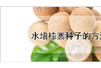 水培桂圆种子的方法