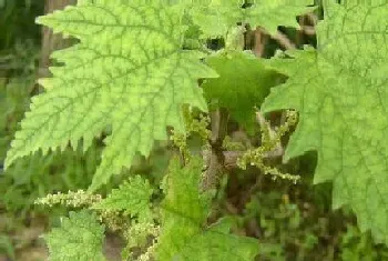 活麻草的功效与作用及食用方法详解