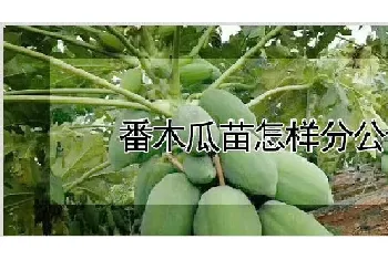 番木瓜苗怎样分公母