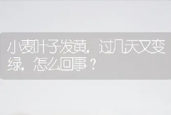 小麦叶子发黄,过几天又变绿,怎么回事?