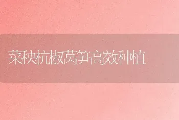 菜秧杭椒莴笋高效种植