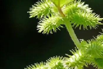 短日照植物有哪些?短日照植物大全