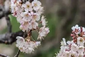 樱桃树开花吗,开花图片欣赏?