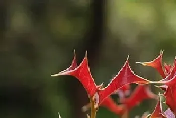 枸骨是雌雄同株吗?