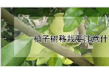 柚子树移栽要注意什么