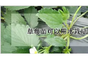 草莓苗可以用水栽培吗