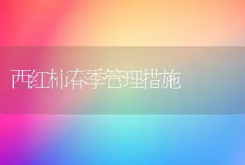 西红柿春季管理措施