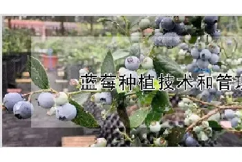 蓝莓种植技术和管理