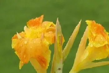 美人蕉一年开几次花?美人蕉形态特征与植物学史