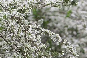 喷雪花一年开几次花,花期几月份?