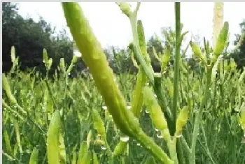 黄花菜种植时间几月份？黄花菜种植技术6要点