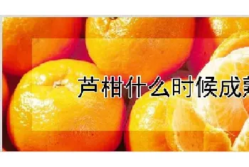 芦柑什么时候成熟