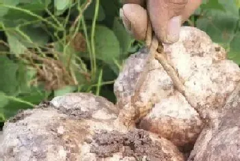 甘薯是什么根系的植物?甘薯形态特征与植物学史