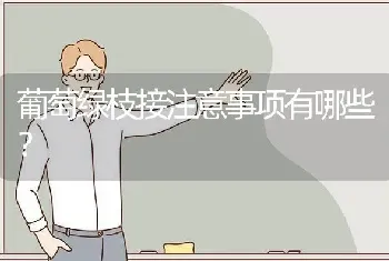 葡萄绿枝接注意事项有哪些?