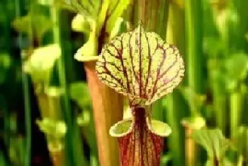 瓶子草配土方法与种植土壤