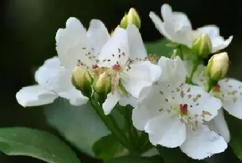 茶蘼的花语是什么含义?茶蘼花语与寓意