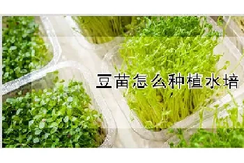 豆苗怎么种植水培