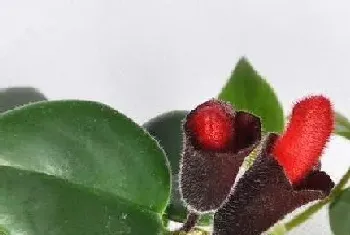 口红花一年开几次花?口红花形态特征与植物学史