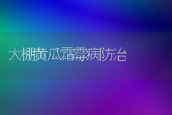 大棚黄瓜霜霉病防治