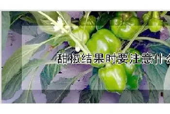 甜椒结果时要注意什么