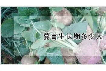 蔓菁生长期多少天