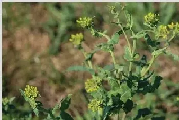 农村野菜独行草有哪些功效？（附人工种植技术）