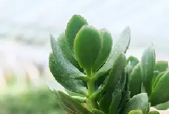 玉树是木本植物吗?