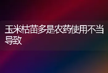 玉米枯苗多是农药使用不当导致