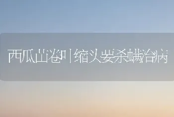 西瓜苗卷叶缩头要杀螨治病