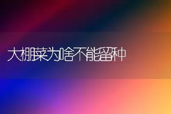 大棚菜为啥不能留种