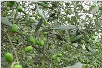 油橄榄种植技巧分析