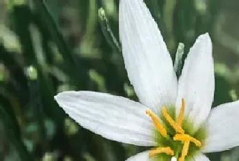 葱莲的种植方法和时间,繁殖最佳时间及方法?