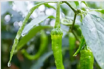 辣椒种植技术 露天如何种植辣椒？