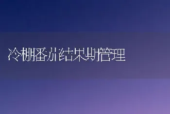 冷棚番茄结果期管理