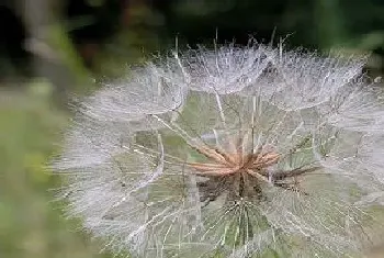 什么花的花语是无法得到?