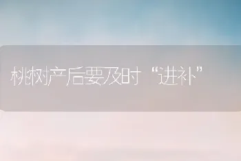 桃树产后要及时“进补”