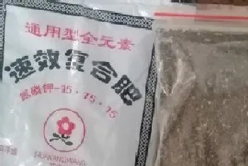 黄花菜种子什么时候种植最好?