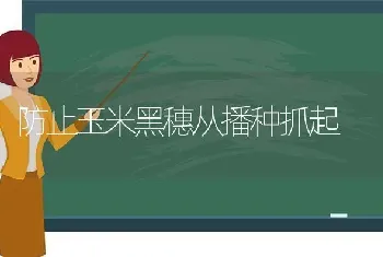 防止玉米黑穗从播种抓起