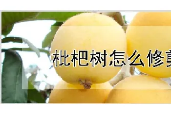 枇杷树怎么修剪