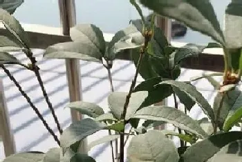 桂花冬天开花吗?桂花开发季节与植物学史