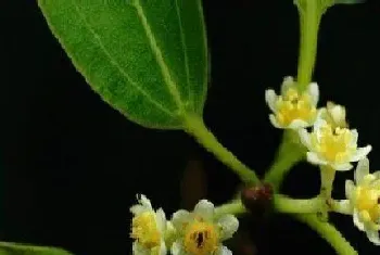 樟树开花吗,开花样子((图片欣赏)