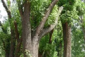 福州适合种植什么植物,适合种在福建的植物?