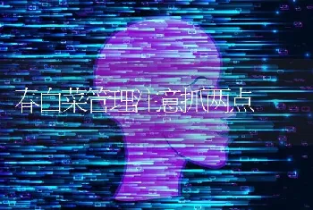 春白菜管理注意抓两点