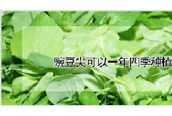 豌豆尖可以一年四季种植么