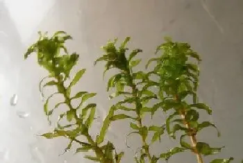 黑藻是被子植物吗?黑藻植物学介绍