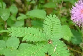 含羞草一年开几次花?含羞草形态特征与植物学史