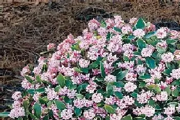 不同的颜色瑞香花花语?